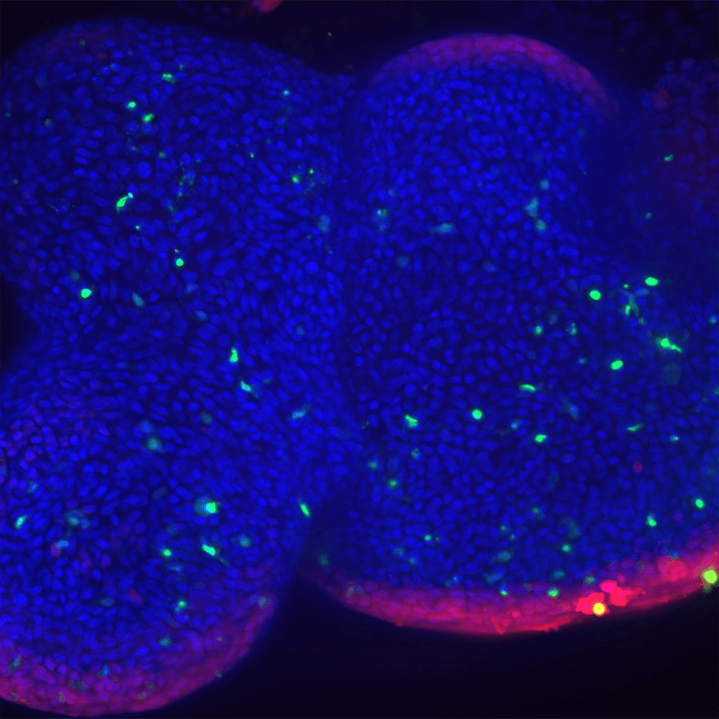 Organoids, 3D Organoid Research