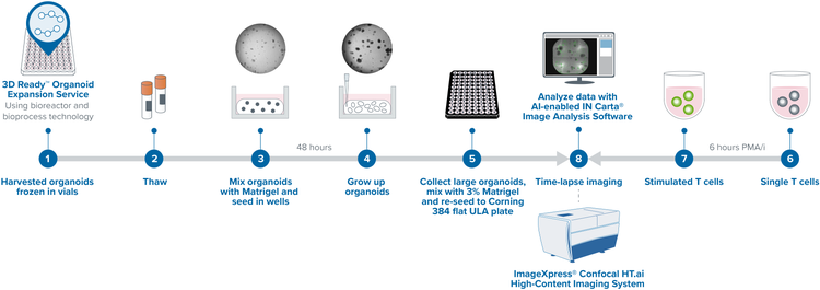 T-cell-induced morphological changes of CRC organoids -Workflow