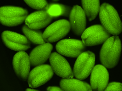 Auto-fluorescence of Arabidopsis thaliana seeds imaged