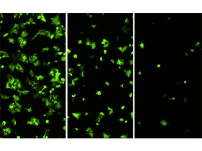 HEK293-GFP cells imaged on the MiniMax cytometer