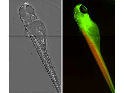 Zebrafish are heroes of the vertebrate genetics world. They are amenable to mutant screens and small enough to fit into the wells of a microplate