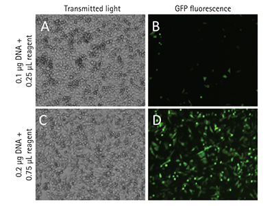 Imaging of GFP-transfected cells
