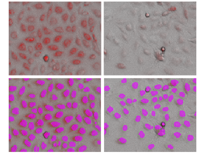 StainFree analysis of PC-12 cells with mitochondrial staining
