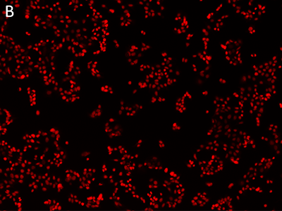 Nuclei stained with EarlyTox Live Red Dye