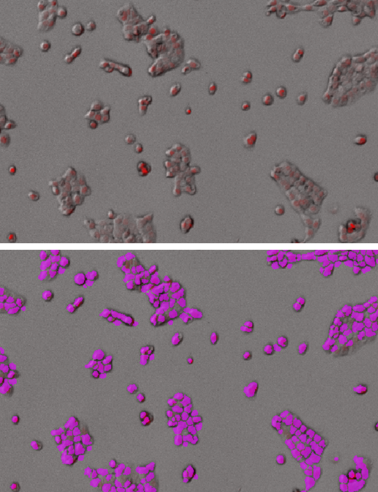 Images obtained using SpectraMax MiniMax cytometer