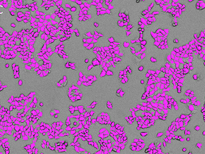 Cells identified using StainFree analysis (purple masks show cells identified by the software)
