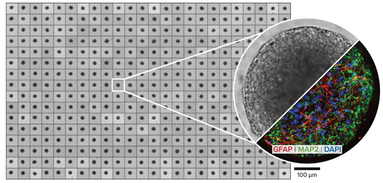 microBrain 3D, a robust, reproducible, high-throughput 3D human neurospheroid