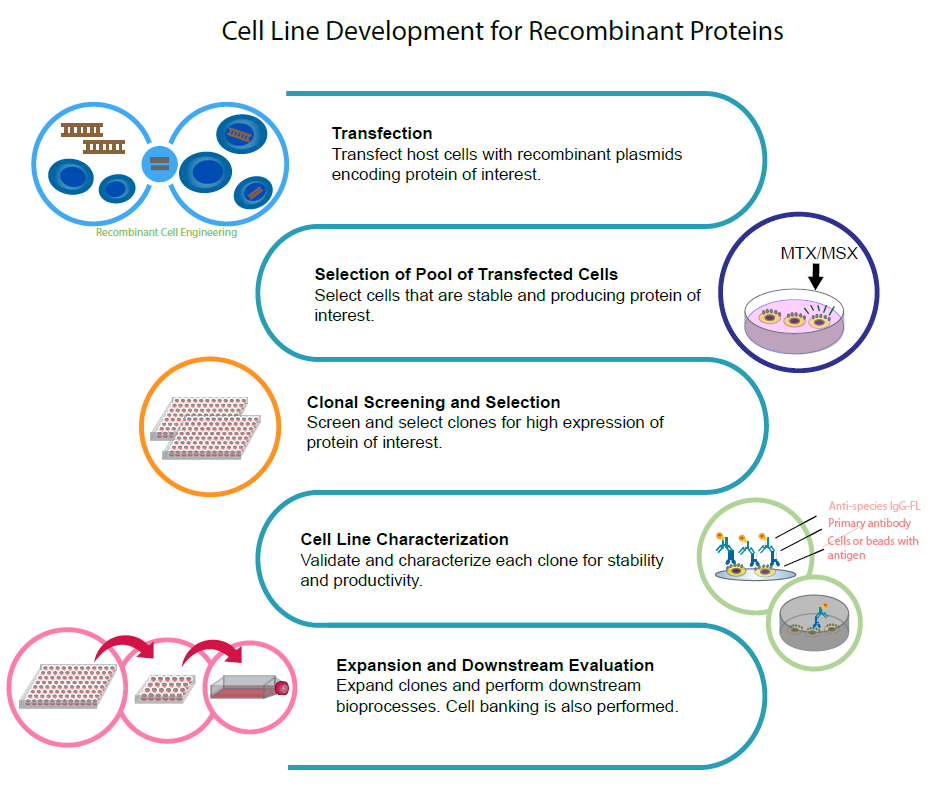 Cell Line Development Workflow