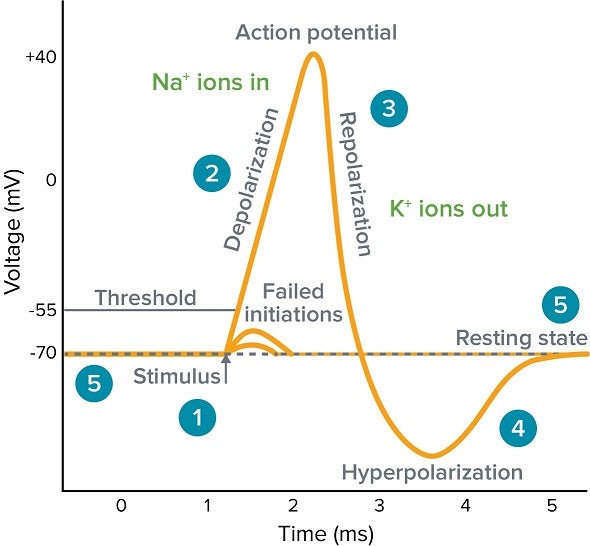 action potential diagram labeled