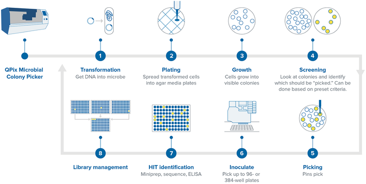 Synthetic Biology Workflow with QPix