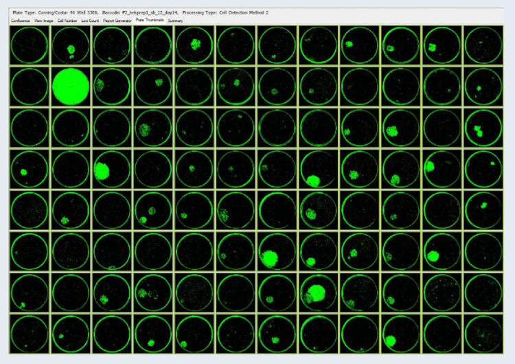 CSI-FL Day 14 colony images of HEK-293s confirming outgrowths of the single cells dispensed