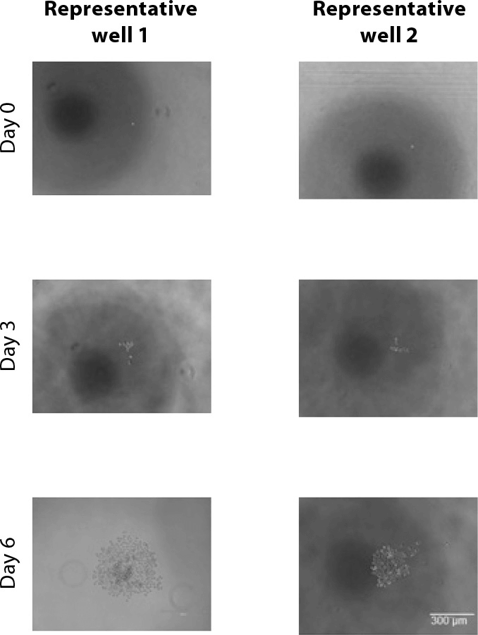 Microscopic images of cells in a 96-well plate