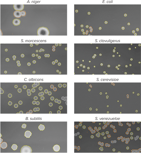 https://www.moleculardevices.com/en/assets/app-note/bpd/media_1144647730dfa99fd75fd6ccefdb7ef6f34fc2a3a.png?width=750&format=png&optimize=medium