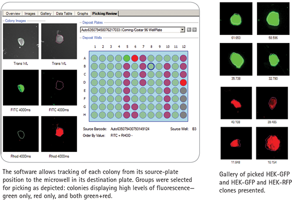 Tracking colonies Figure 4. Picked colonies