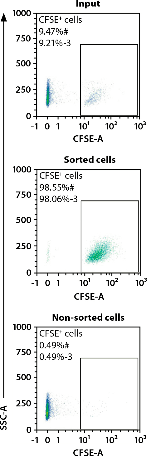 CFSE+ cells sorted using MACSQuant Tyto Cell Sorter