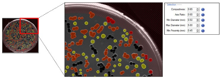 Pickable colonies are displayed in yellow