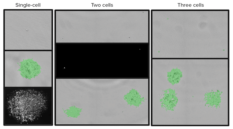 An example of how the fluorescence feature on the CSI helps differentiate and assure