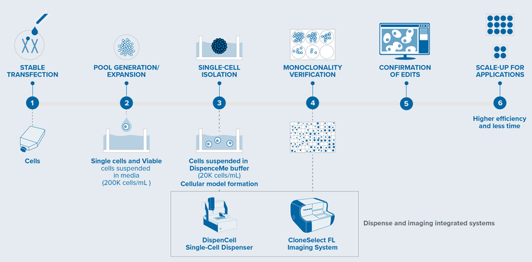 Cell line development workflow using DispenCell™ and CloneSelect® Imager FL (CSI-FL)