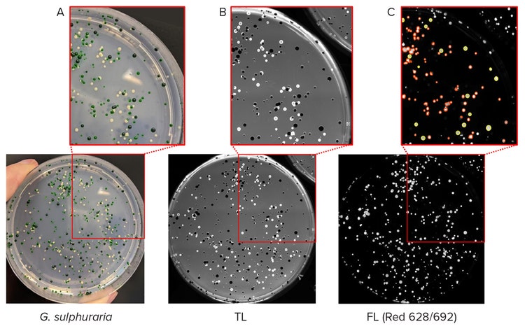 Leveraging microalgae metabolism to produce natural food dyes: an ...