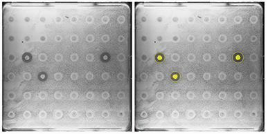 Library based high-throughput colony screening of zone of inhibition producers for antibiotics discovery