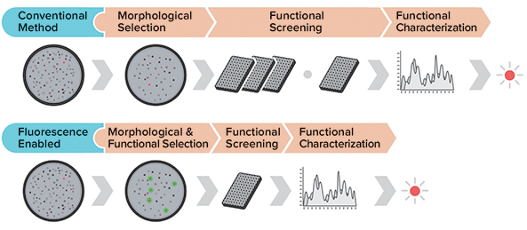 Fluorescent selection saves screening time by focusing downstream assays and screening on high-value targets