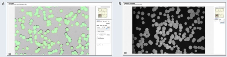 Test image in transmitted light of the microalgae