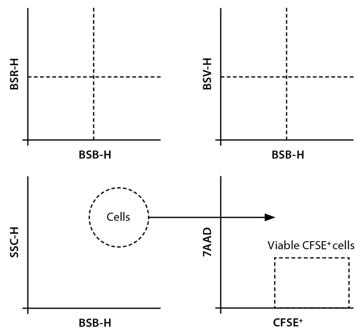 Gating strategy on MACSQuant Tyto Cell Sorter