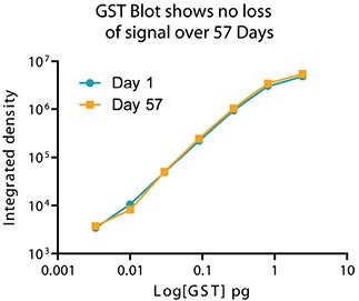 Plot of mean intensity vs. picograms of GST illustrates signal stability after 57 days.