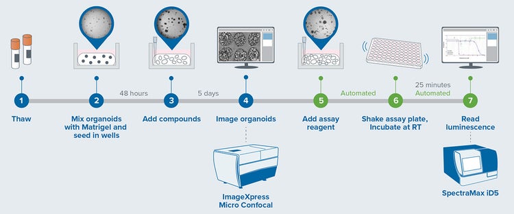 Overview of the experimental process from organoid seeding (day 0) to (day 7)