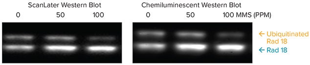 Comparison of detection of endogenous and ubiquitinated forms of Rad18, using ScanLater Western Blot and Chemiluminescent Systems