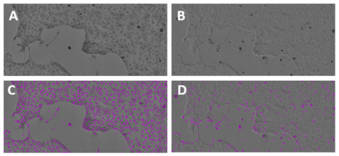 Stained vs. unstained MDCK I cells