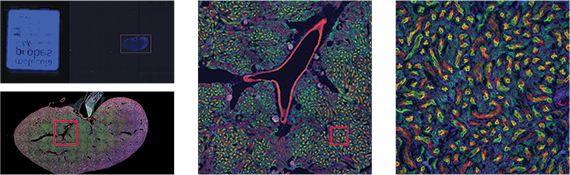 Fluorescent slide of kidney tissue imaged using the Slide Region Acquisition Module in MetaXpress Software