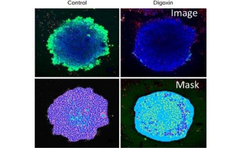 Assessment of drug effects on cardiomyocyte physiology using human iPSC-derived cardiac…