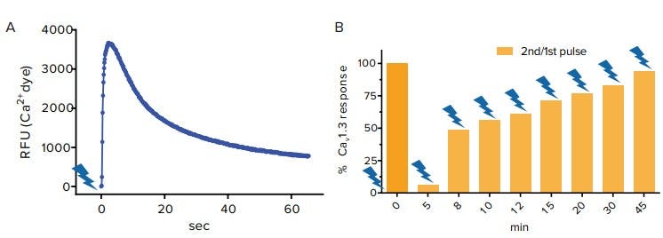 (A) ChR2 induced Cav1.3 response after blue light stimulation & (B) Cav1.3 recovery from the inactivated