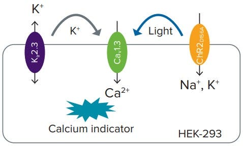 HEK-293 cells transfected with Kir2.3, Cav1.3, and ChR2