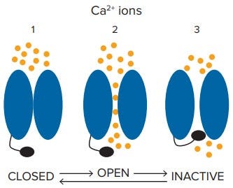 The Cav1.3 channel cycles among different states