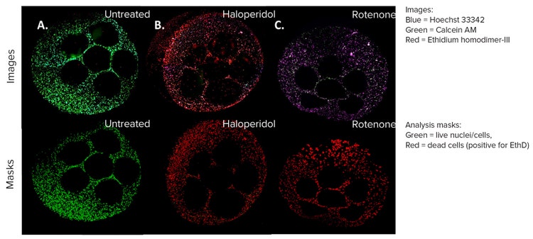 HepG2 Cell Model Confocal Images