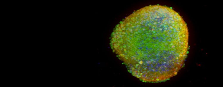 Functional characterization of 3D neurospheres assembled