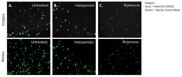HepG2 3D Cell Model DAPI Images