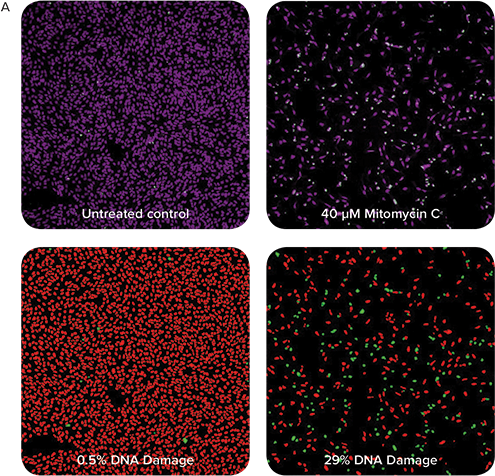 DNA Damage response in U2OS cells after 24 hours treatment with MMC