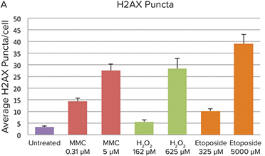 An untreated cells, the amount of nuclear DNA damage is low, as measured by detection of H2AX puncta