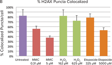 Co-localization of the low number of H2AX and 53BP1 puncta is >80% in untreated cells