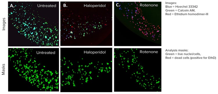 HepG2 3D Cell Model Confocal Images