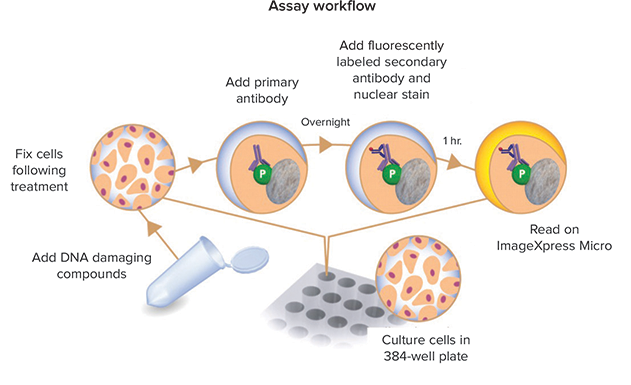 Assay workflow