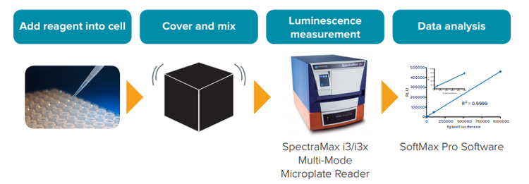 SpectraMax Glo Steady-Luc Reporter Assay Kit workflow