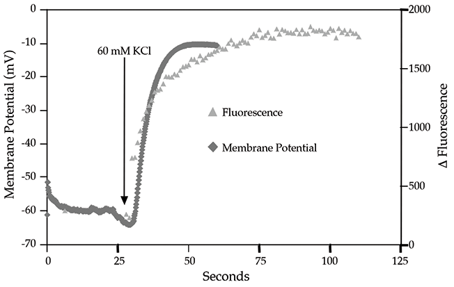 Comparison between patch clamping (mV) and FLIPR (fluorescence) assays on CHO cells