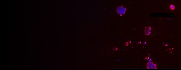 3D cell culture