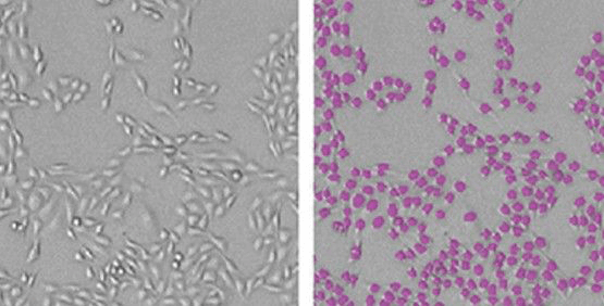 Label-Free Live Cell Assays