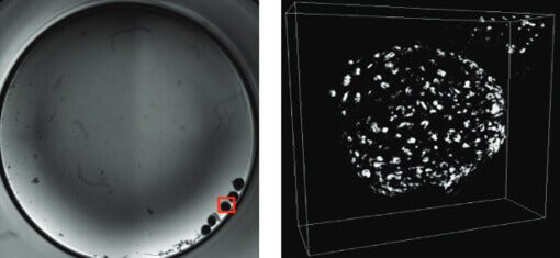 3D micro-spheroids