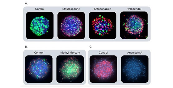 Liver Spheroids (iPSC-derived hepatocytes)